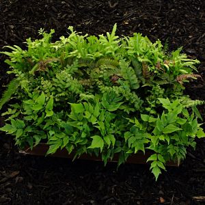 4" Fern Exotic Assortment